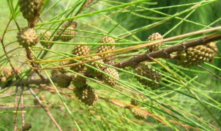 如何挑选麻黄 麻黄要怎样挑选