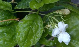 茉莉花长虫子怎么办 茉莉花长虫子如何办