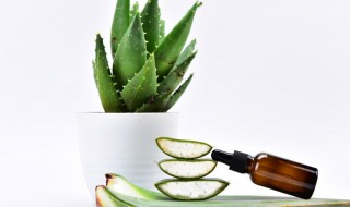 适合浅盆的花草 适合浅盆的花草有哪些