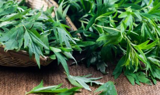 苦艾允许种植吗 苦艾允不允许种植