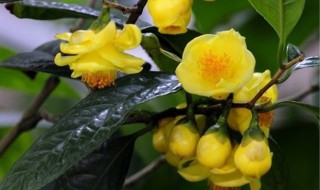 金花茶怎么种植 金花茶的种植方法