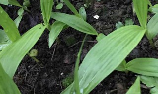 怎样种植白芨 如何种植白芨