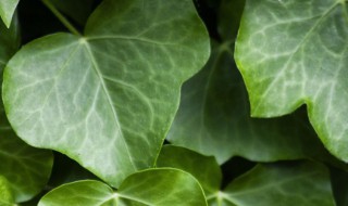 常春藤叶子发黄干枯怎么办 常春藤叶子发黄干枯怎么办处理