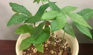 龙眼核怎么种盆栽可以结果嘛 怎么种龙眼核盆栽可以结果