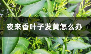 夜来香叶子发黄是什么原因 夜来香叶子发黄的原因分析
