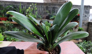 君子兰籽怎么种植方法 君子兰籽如何种植