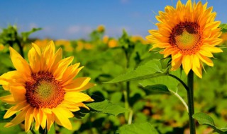 向日葵的种植方法和时间 向日葵如何种植