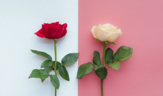 白玫瑰怎么养在水中 怎么养白玫瑰在水中