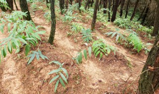 黄精如何种植 黄精的种植方法