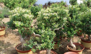 盆栽金银花怎么修剪开花多 怎么修盆栽金银花