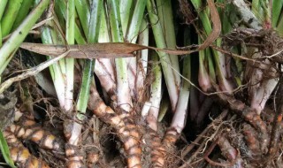 石菖蒲种植方法 石菖蒲怎么种植方法