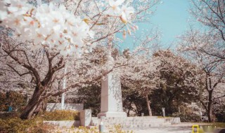 樱花病虫害症状与防治 樱花病虫害症状与防治方法是什么