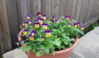 角堇播种时间和方法 角堇的播种时间和方法