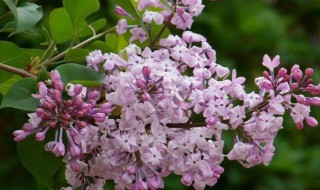 紫丁香什么果实类型 紫丁香是什么果实类型