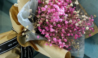 干花满天星怎么养才不会枯萎 干花满天星如何养才不会枯萎