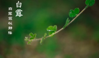 白露有什么花 白露盛开的花