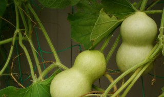 青葫芦的储存方法 摘下来的绿葫芦怎样保存