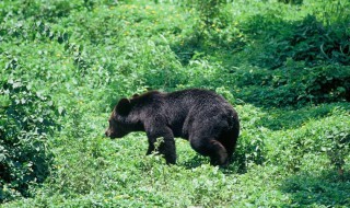 黑熊的储存方法 黑熊怎样过冬