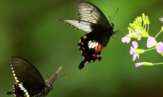 蝴的组词 蝴的组词有哪些