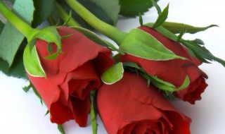 玫瑰到了花期暗示什么 玫瑰到了花期有什么寓意