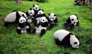 小熊猫和大熊猫的区别 小熊猫和大熊猫有哪些不同