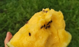 特小凤西瓜有籽还是无籽 特小凤西瓜有没有籽