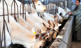 夏季养羊的注意事项有哪些 夏季养羊需要注意什么