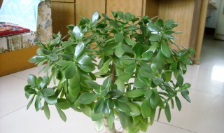 玉树放在卧室有毒吗 如何养护