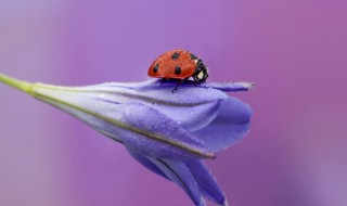 大自然的医生有哪些 这些动物是人类的朋友