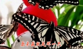 酒醉的蝴蝶简谱 和弦 这首歌的演唱者是他