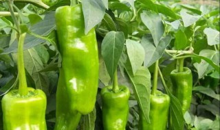 辣椒用什么肥料好 辣椒的种植技术