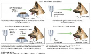 条件反射学说是由哪位生理学家创立的 这一学说的特征是