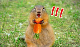 土拨鼠会认识主人吗 什么是土拔鼠