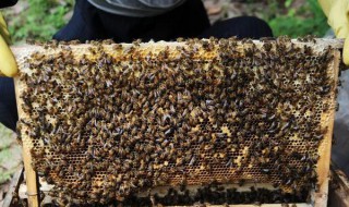 怎样防止冬天蜜蜂出巢冻死 避免冻死采集蜂的方法
