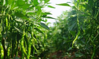 如何种青椒 手把手教你种植