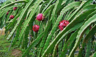 火龙果种植 怎么种火龙果能长得好