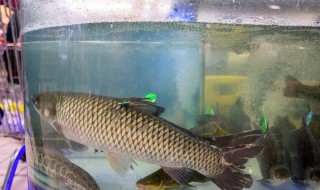 鲫鱼一般在水下多深 你喜欢吃吗