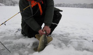 冬季钓鱼用什么打窝 腥味最容易吸取鱼群的