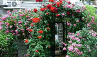 庭院花卉搭配 庭院花草如何搭配才好看?