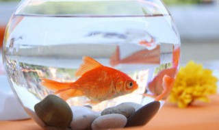 养金鱼水容易发黄如何解决 养金鱼水容易发黄怎么办