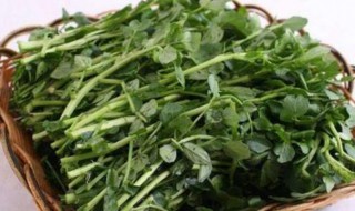 西洋菜功效 西洋菜有何功效