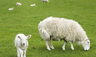 羊不反刍的急救方法 怎么办发生羊不反刍现象