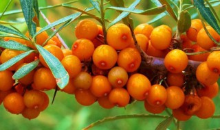 干沙棘怎么泡水喝 干沙棘泡水喝的方法