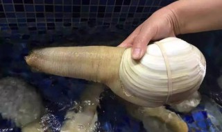 象拔蚌的功效和作用 象拔蚌的好处