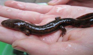 娃娃鱼的叫声是什么声音 娃娃鱼的叫声简述