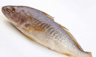 黄姑鱼的营养价值 什么是黄姑鱼