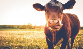 牛字寓意好的成语 关于牛的成语