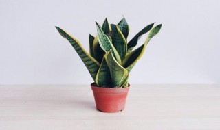 虎尾兰的养殖方法 虎尾兰的养殖方法简单介绍