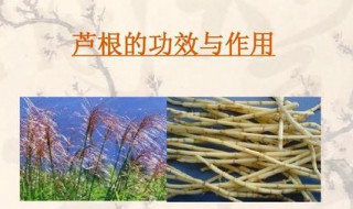 芦根泡水喝有什么用处 芦根泡水喝的用处
