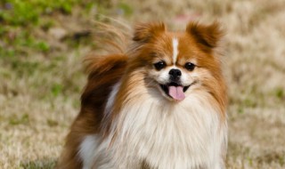 博美犬的训练方法（博美犬的训练方法视频）